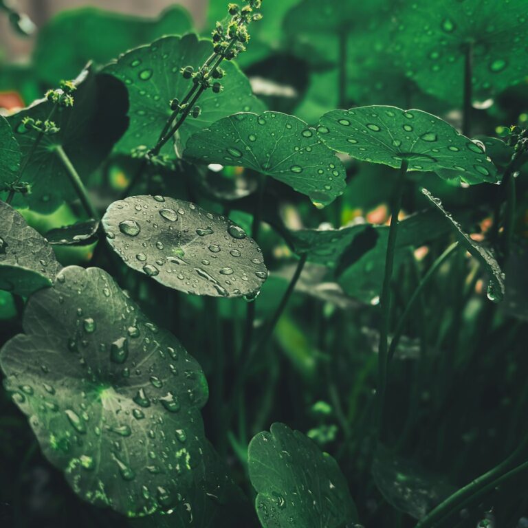 Centella Asiática: el ingrediente calmante estrella del K-Beauty